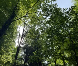 #image_title View upward through a dense green forest canopy with sunlight filtering through the leaves to a pale sky.