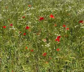 Field of red poppies and white daisies in a sunny meadow with trees in the distance