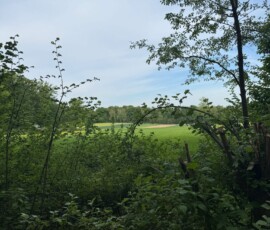 #image_title Dense green foreground of shrubs and young trees with a distant grassy field and blue sky beyond.