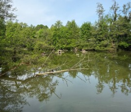 #image_title Calm swamp with dense trees along the shoreline, and fallen branches reflected in the still water.