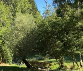 Sunlit forest scene with dense green trees and a narrow creek running through a grassy clearing on a sunny day.