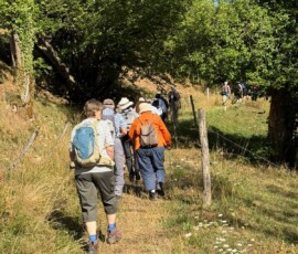 Group of hikers with backpacks walking along a sunlit rural path shaded by trees