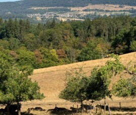 Cattle grazing in a sunlit meadow with trees in the foreground, a dense forest beyond, and a small village on rolling hills in the distance.