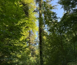 Hikers walking along a forest trail, dense green foliage overhead and sunlight filtering through.