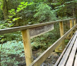 Wooden boardwalk in a dense green forest above a shallow rocky stream.