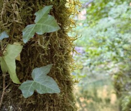 Moss-covered tree trunk with ivy leaves climbing the bark in a forest setting