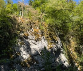 Rocky cliff face with moss and shrubs, topped by green trees under a bright blue sky